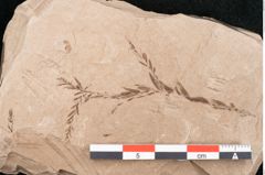 Foto (Detailansicht) von Taxodium distichum miocenicum Heer (NHMW-GEO-2024-0188-6415)